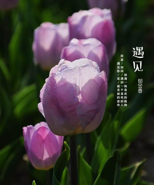 紫色郁金香代表什么含义？