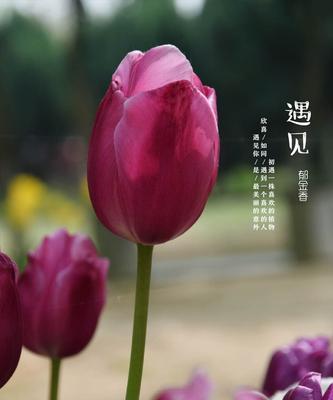 紫色郁金香代表什么含义？