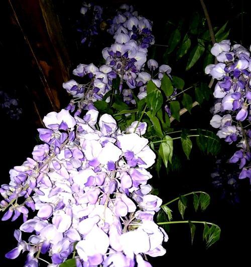 紫藤花花语是什么？紫藤花的寓意有哪些常见问题解答？