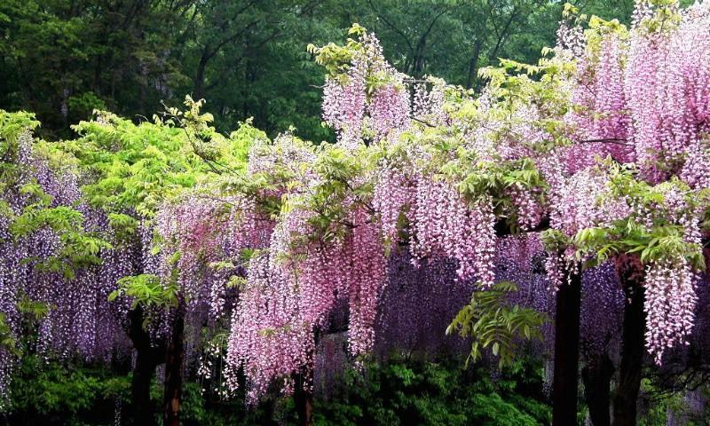 紫藤花语是什么？如何理解紫藤花的象征意义？