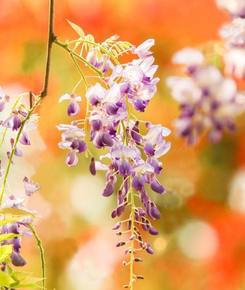 紫藤花语是什么？如何理解紫藤花的象征意义？