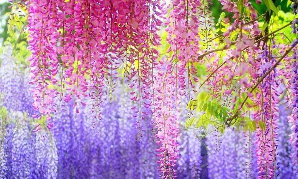 紫藤萝花语和寓意是什么？如何正确解读紫藤萝的象征意义？