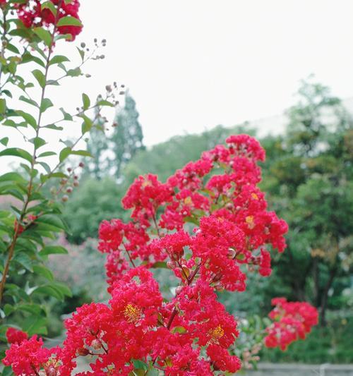 紫薇花的象征意义是什么？如何正确理解紫薇花的花语？