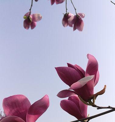 紫玉兰花语是什么？如何用紫玉兰表达爱意？