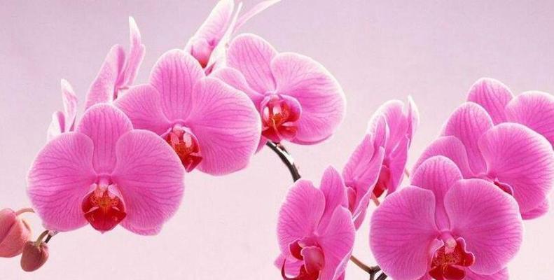 最浪漫的花语是什么？10种花卉代表的深情含义解析？