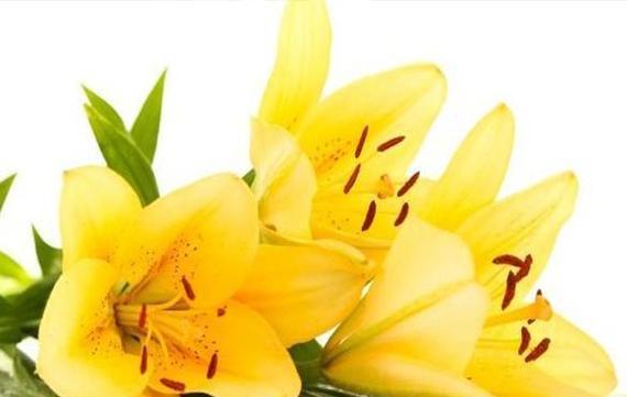 最浪漫的花语是什么？10种花卉代表的深情含义解析？