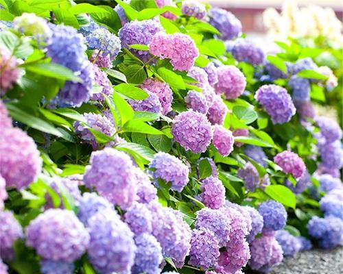 八仙花花语花意是什么？八仙花的寓意有哪些常见问题？