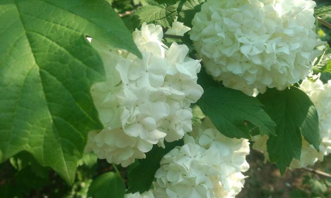 八仙花花语花意是什么？八仙花的寓意有哪些常见问题？
