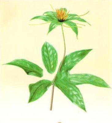 巴西美人铁的花语是什么？了解其独特含义和象征意义？