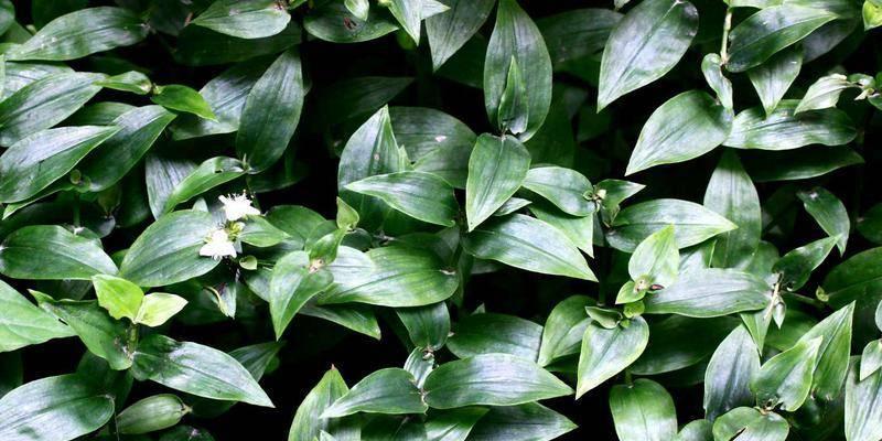 白花紫露草的花语是什么？如何正确解读？