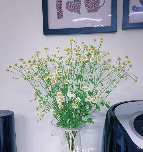 白菊的花语是什么？了解白菊的象征意义和用途？