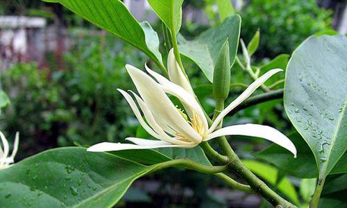 白兰花的花语是什么？了解白兰花的象征意义和用途？