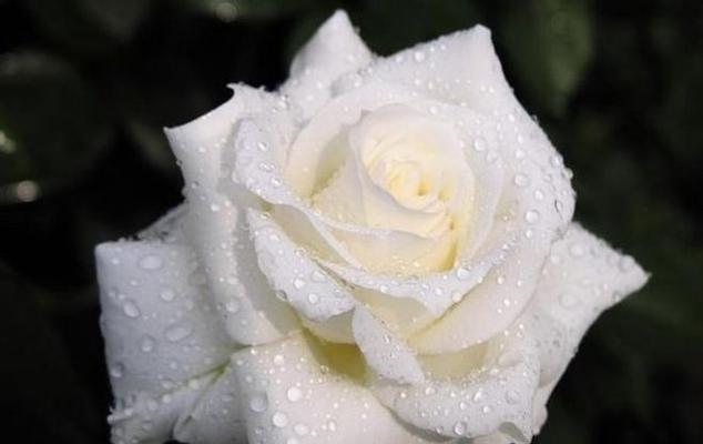 白玫瑰的花语是什么？赠送白玫瑰有何深层含义？