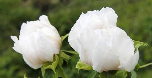 白牡丹的花语是什么？了解其独特含义和象征意义？