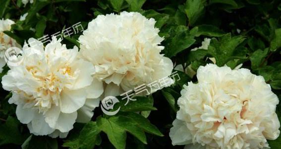 白牡丹的花语是什么？了解其独特含义和象征意义？