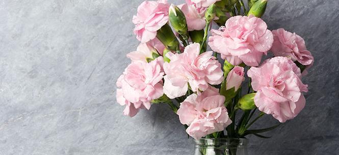 白色康乃馨代表什么含义？花语有哪些？