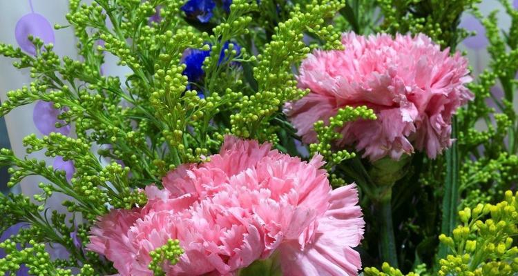 白色康乃馨代表什么含义？花语有哪些？