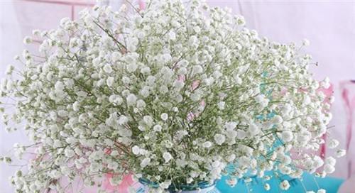 白色满天星代表什么含义？花语解读及送花建议？