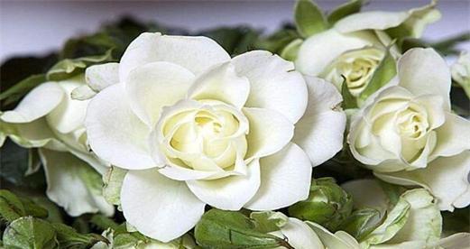 白色玫瑰代表什么含义？花语有哪些？