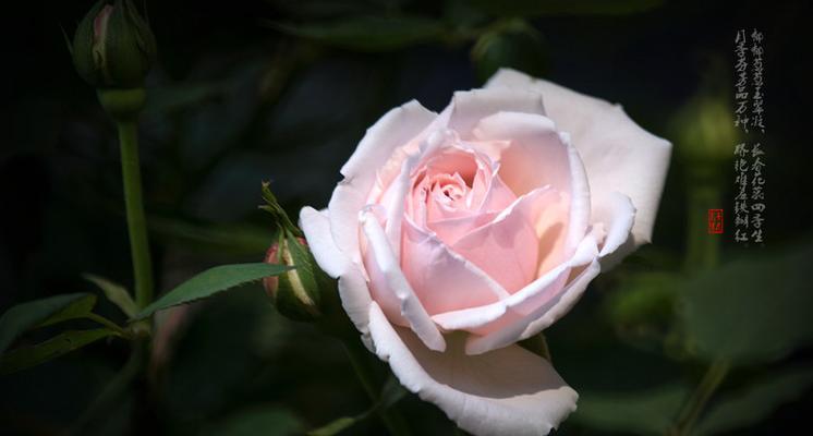 白色月季花代表什么？花语和象征意义有哪些？