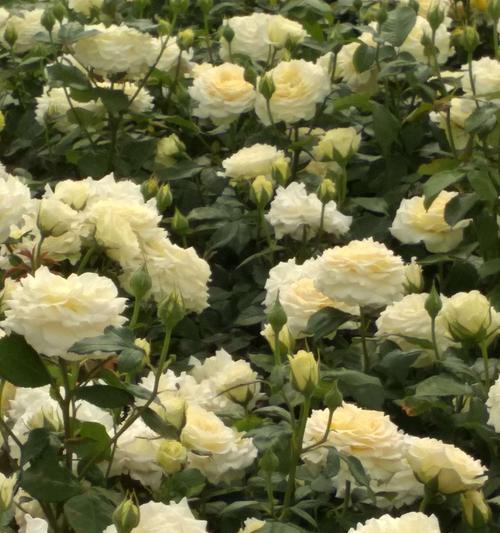 白色月季花代表什么？花语和象征意义有哪些？