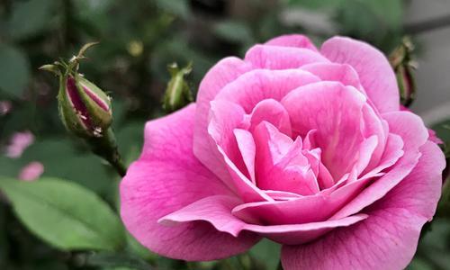 白色月季花代表什么？花语和象征意义有哪些？