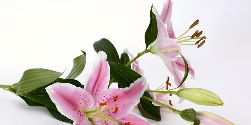 百合的花语是什么？不同颜色的百合花代表什么含义？