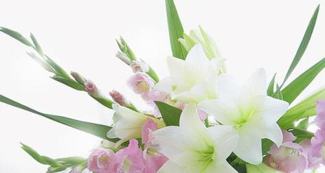 百合花代表什么意思？不同颜色的百合花语有何不同？