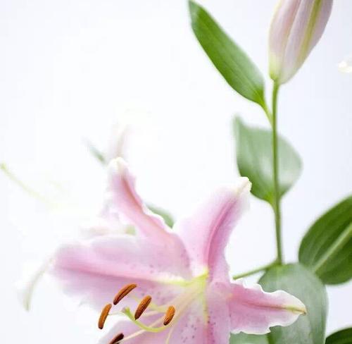 百合花语象征着什么？了解其背后的美好寓意！