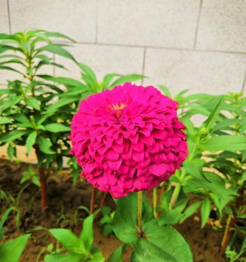 百日草的花语是什么？如何正确解读百日草的花语含义？