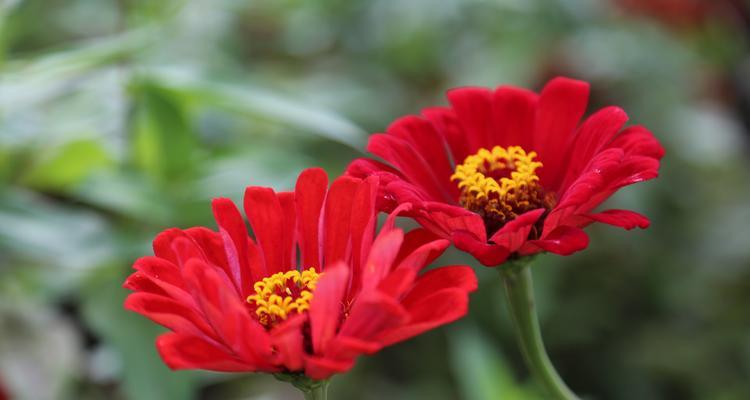 百日草的花语是什么？如何正确解读百日草的花语含义？