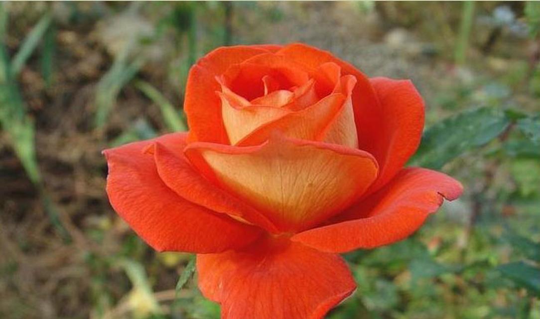 橙色月季花的象征意义是什么？如何正确解读其花语？
