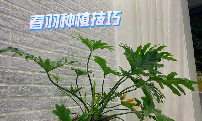 春羽的花语是什么？它寓意着什么？