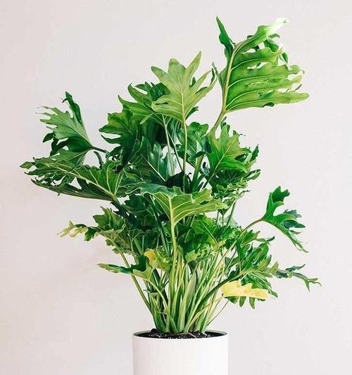 春羽的花语是什么？它寓意着什么？