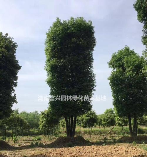 丛生香樟是什么意思？它的特点和用途有哪些？