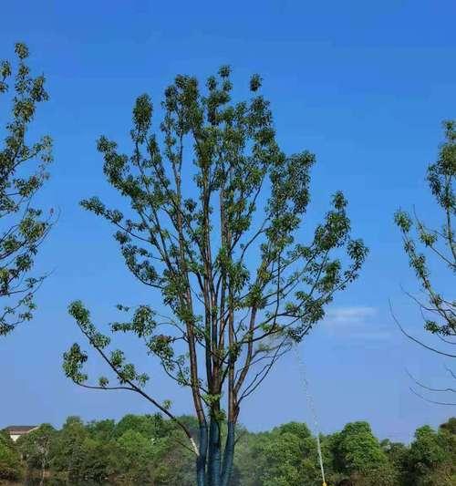丛生香樟是什么意思？它的特点和用途有哪些？
