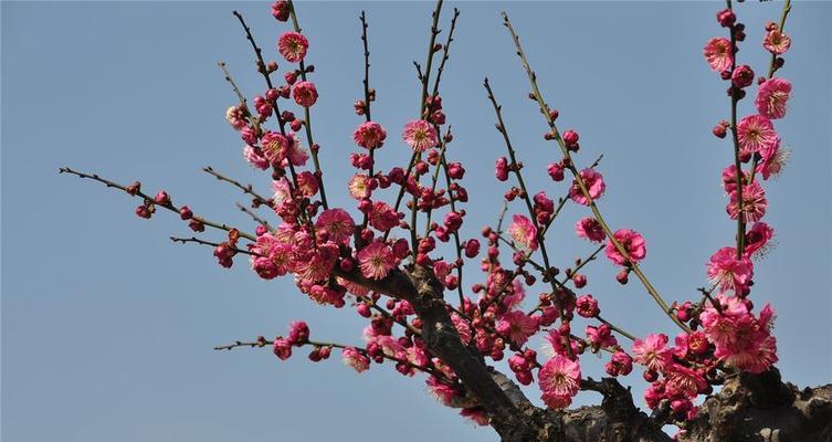 翠竹象征着什么？探讨其在中国文化中的深层含义？