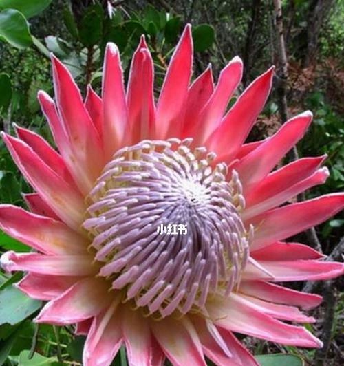 帝王花的花语是什么？如何表达爱与尊重？