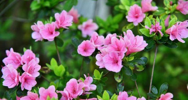 杜鹃花的花语是什么？如何表达爱意和祝福？