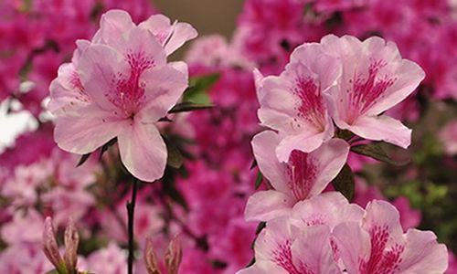 杜鹃花的花语是什么？如何表达爱意和祝福？