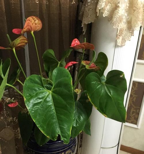 红掌叶子下垂怎么办？如何正确处理和恢复植物健康？