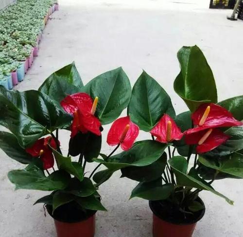 红掌一年开几次花？如何促进红掌多开花？
