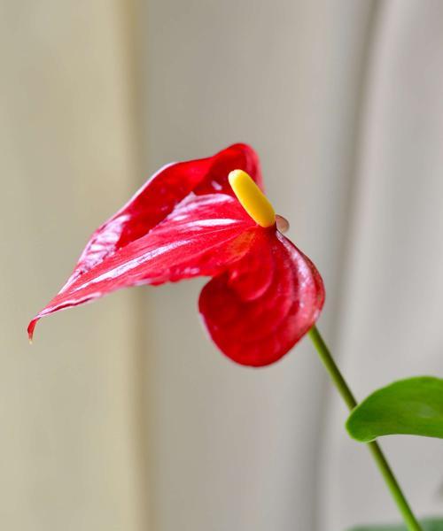 红掌一年开几次花？如何促进红掌多开花？