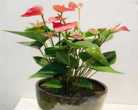 红掌一年四季都能开花吗？养护技巧有哪些？