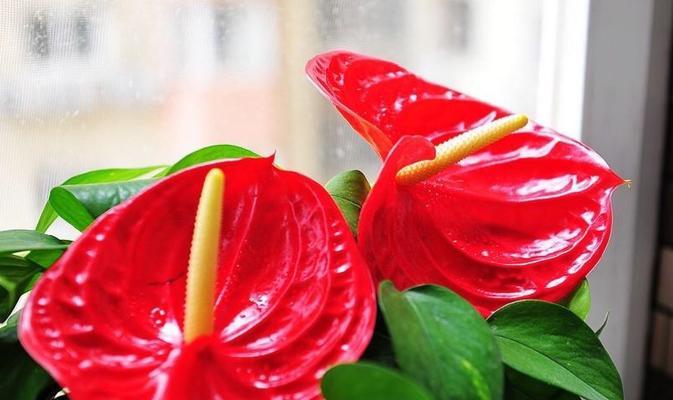 红掌一年四季都能开花吗？养护技巧有哪些？