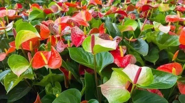 红掌种子的最佳种植时间是什么时候？种植后如何照料？