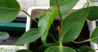 红掌种子的最佳种植时间是什么时候？种植后如何照料？