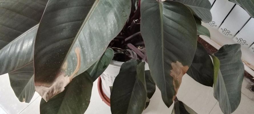 红钻多久浇一次水？如何正确养护红钻植物？