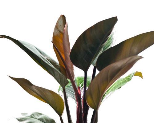 红钻多久浇一次水？如何正确养护红钻植物？