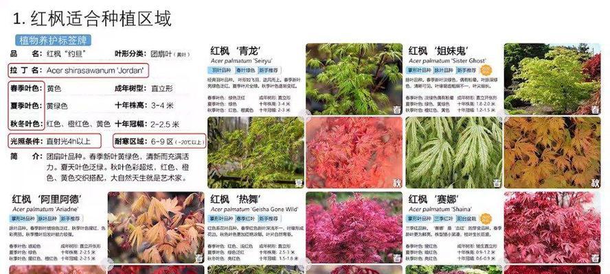 红钻浇水频率如何根据季节调整？春夏秋冬的浇水建议是什么？